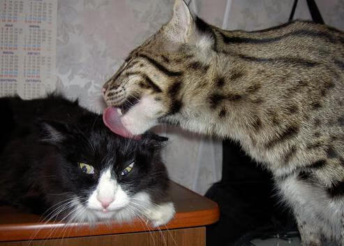 三分球命中率:北京队38%,外线火力全开!,三分球命中记录