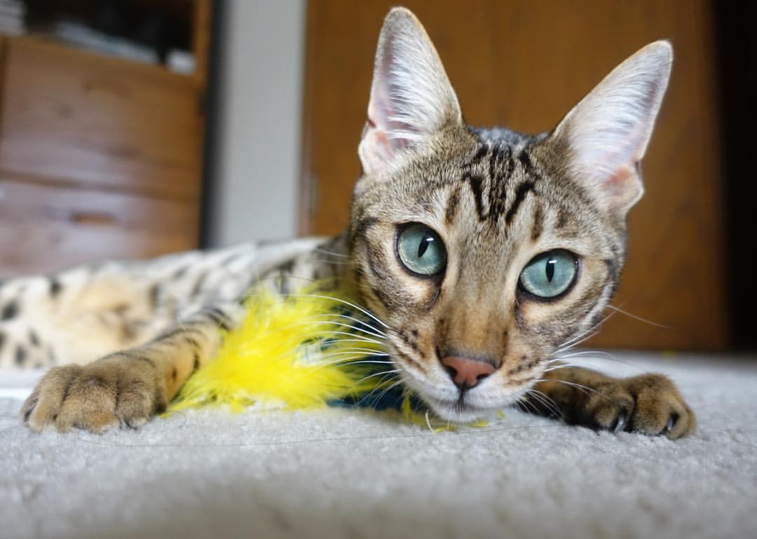 德甲关键扑救决定比赛走向，战术变化令人惊喜，德甲揭幕战